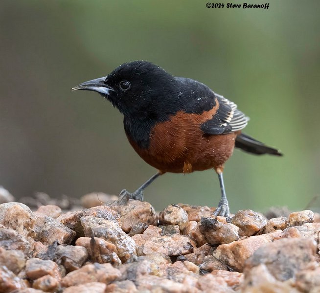 _B248378 orchard oriole.jpg